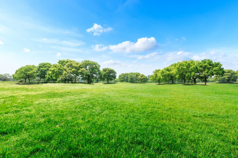 Green Space Tidying