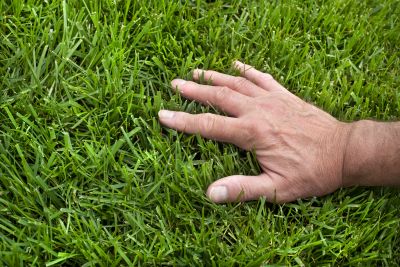Lawn Health Benefits